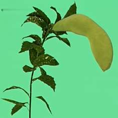 植物大战僵尸写实版菜单下载，安卓版免费！